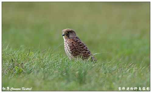 狂热拍鸟 感谢并努力 狂热拍鸟 感谢并努力