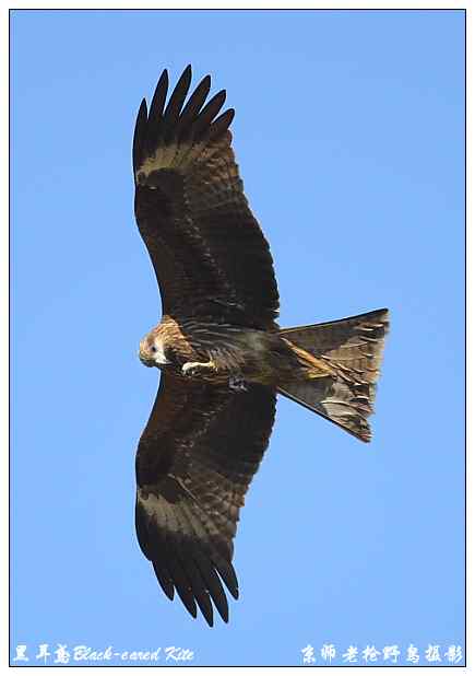 狂热拍鸟 感谢并努力 狂热拍鸟 感谢并努力
