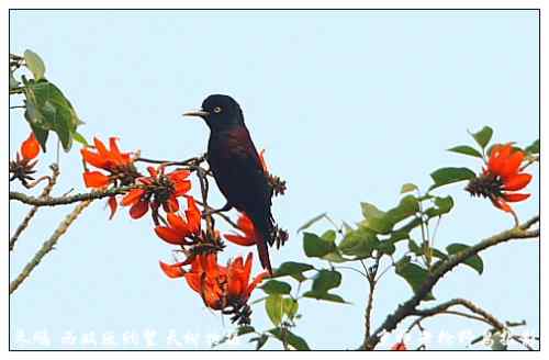 狂热拍鸟 感谢并努力 狂热拍鸟 感谢并努力