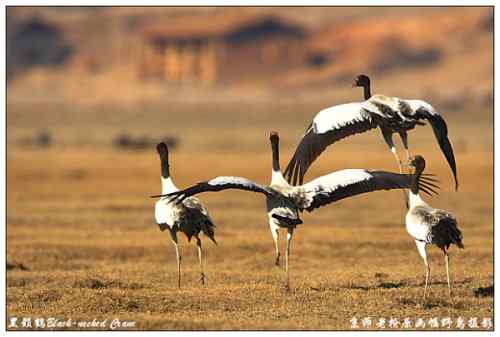 狂热拍鸟 感谢并努力