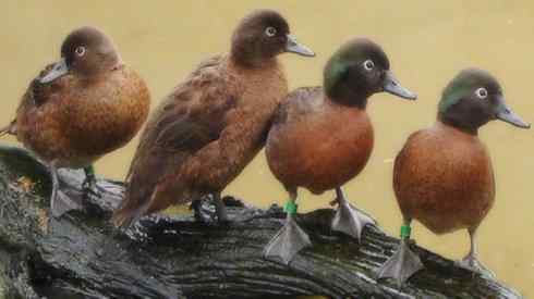 雁鸭之最之五（雪雁、坎贝尔岛鸭）