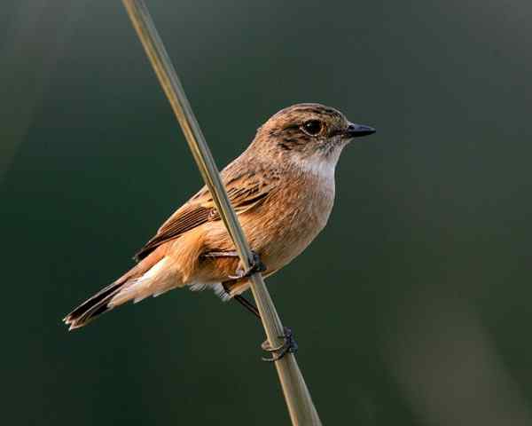 黑喉石鵖在枝头