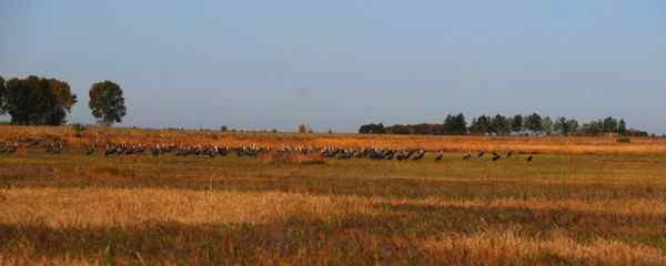 齐市鹤鸣山庄白头鹤