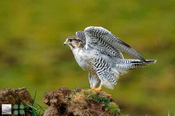猎隼起飞 西藏芒康