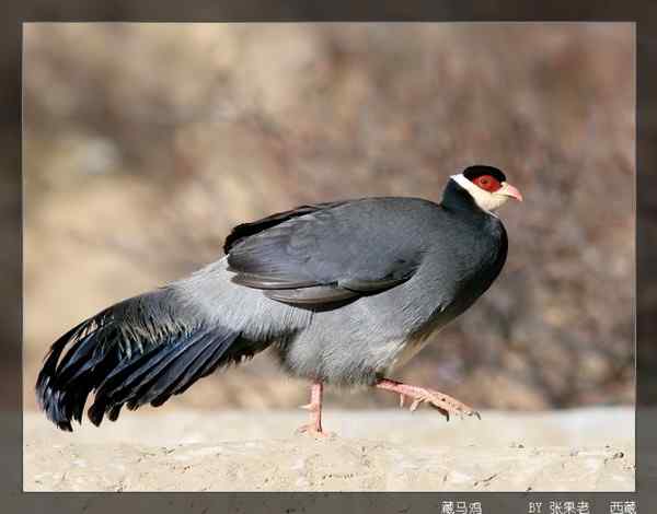 藏马鸡上了修行者的屋顶