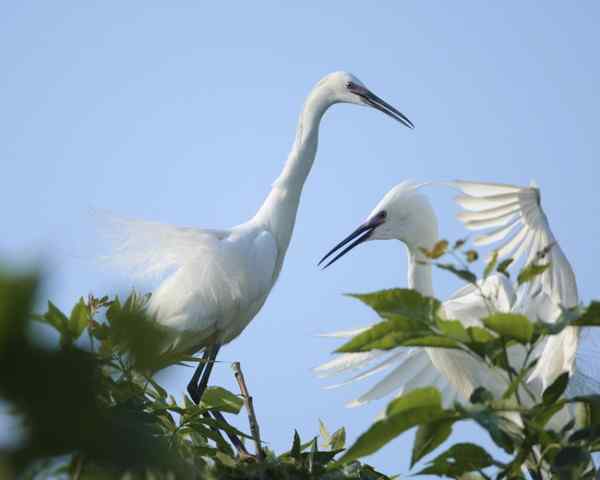 大白鹭窃窃私语