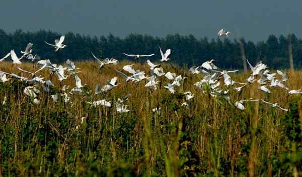 长江天鹅洲湿地 鹭鸟齐飞翔