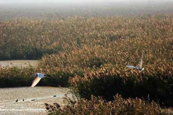 上海南汇湿地白鹭