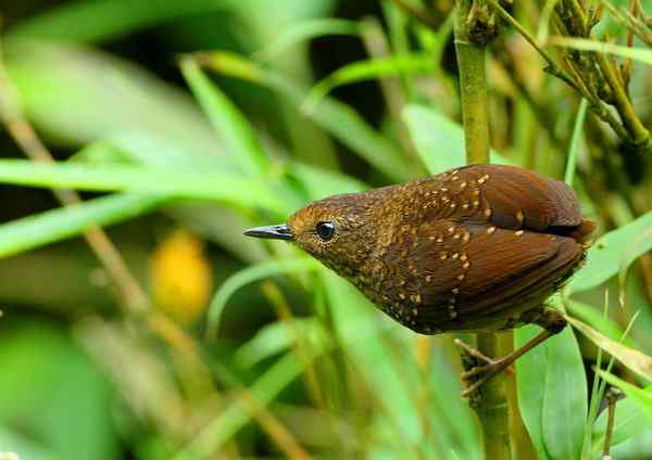 小鳞[胸]鹪鹛 探头