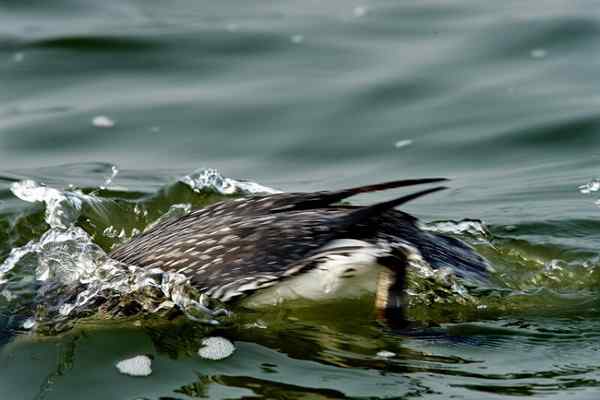 红喉潜鸟入水瞬间