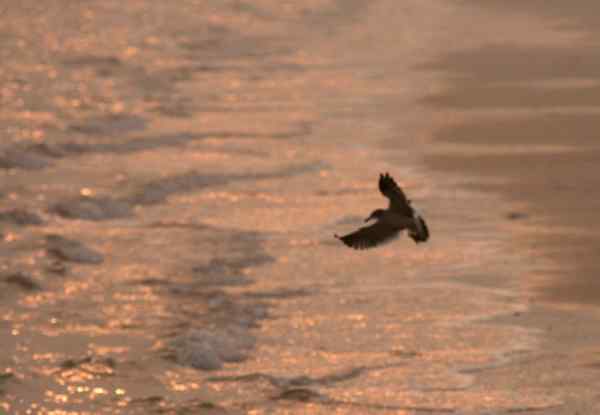 海欧《日出展翅》