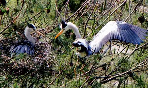 一只苍鹭的故事