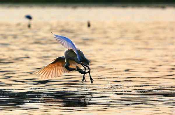 深圳红树林白鹭 轻舞灵动