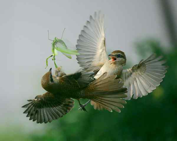 红尾伯劳 抢夺蟑螂 生死搏斗