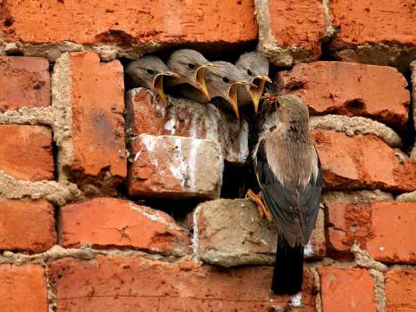 育雏的丝光椋鸟