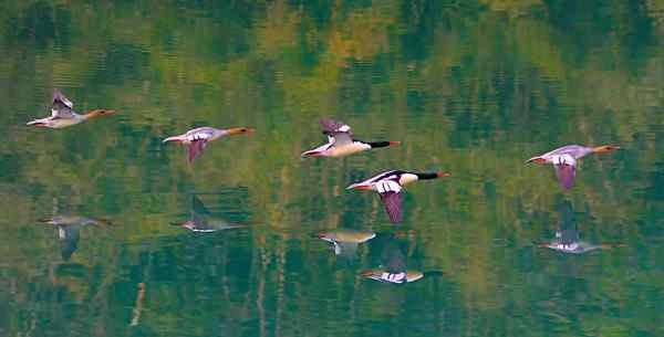中华秋沙鸭 追风