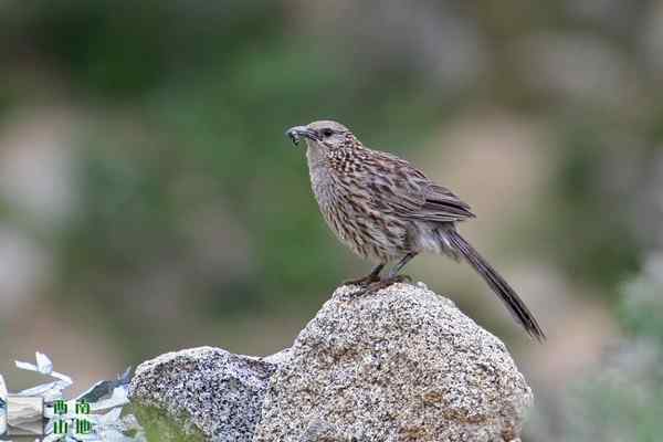 大草鹛 西藏拉萨