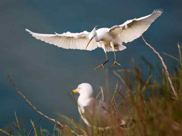 湿地精灵 黄嘴白鹭
