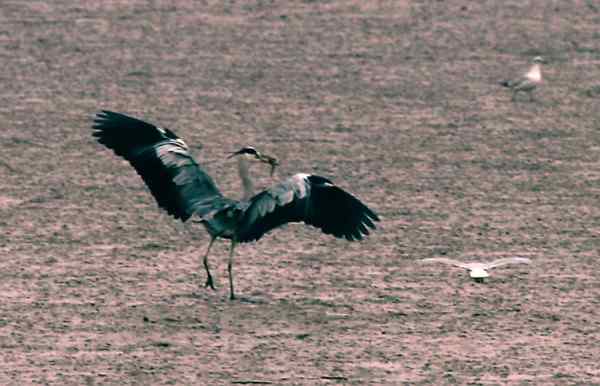 生物食链  我大我能够捕食