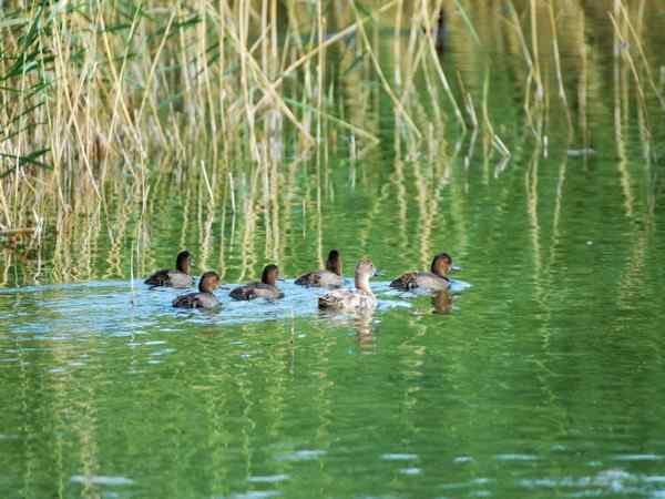 红头潜鸭 春游瞬间