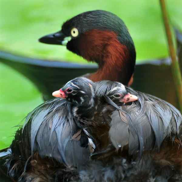 对世界充满了好奇 刚刚出壳的一对小鸊鷉