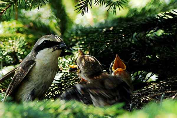 红尾伯劳 饥饿难耐