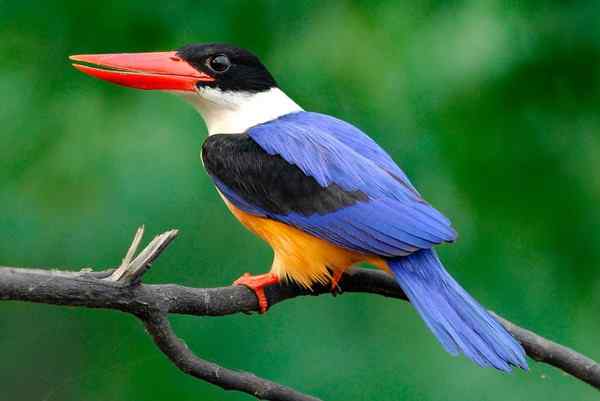 江西南昌艾溪湖畔 蓝翡翠