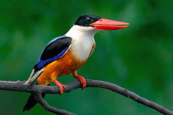 蓝翡翠 俺的模特