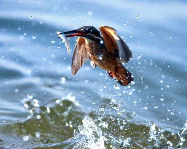 浪花飞翠 普通翠鸟