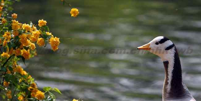 公园拍鸟记 赤嘴潜鸭 鸳鸯