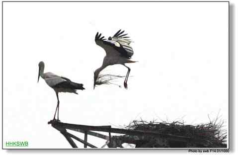 国家一级保护动物东方白鹳罕见亲密相爱照