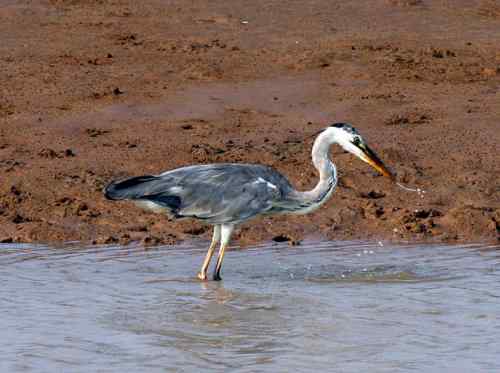 苍鹭捕鱼 长脖老等