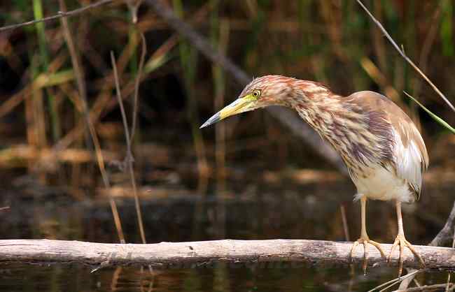 黄河入海口湿地 几种鹭类 黄河入海口湿地 几种鹭类