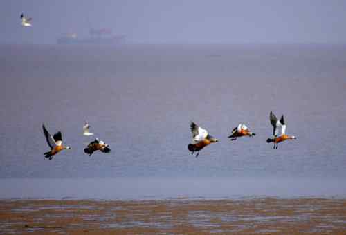 海边叫不上名的水鸟 鸭类