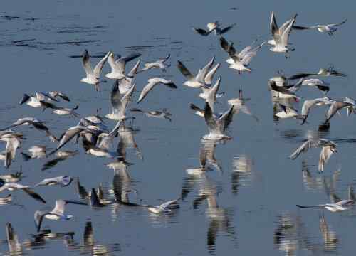 黄河口湿地——鸟的天堂