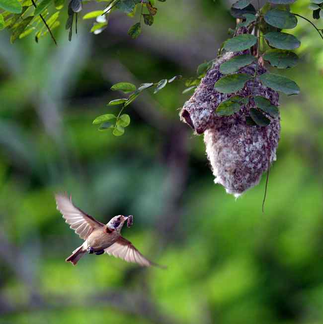 中华攀雀的精致鸟巢 鸟类建筑师