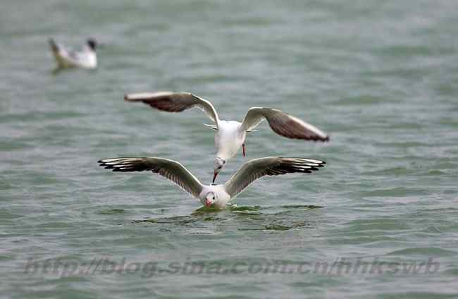 红嘴鸥 赤嘴鸥 普通海鸥 水鸽子