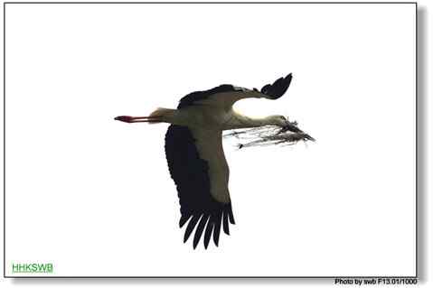 国家一级保护动物东方白鹳罕见亲密相爱照