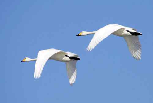 天鹅飞临黄河口