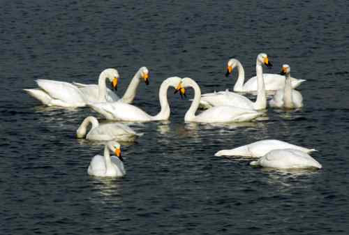 可爱天使 —— 天鹅