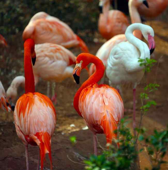 结群的火烈鸟