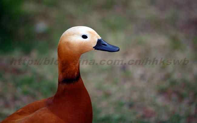 公园拍鸟记 赤嘴潜鸭 鸳鸯