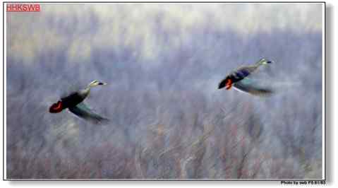 春雨绵绵鸭声鸣 飞翔美