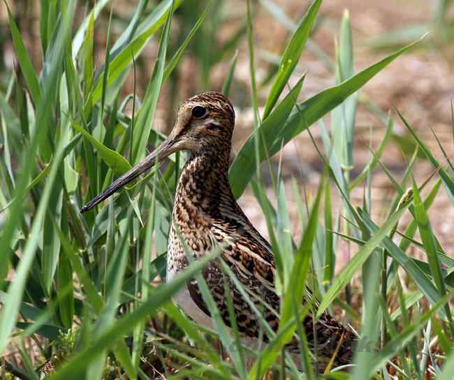 黄河入海口湿地 几种鹭类