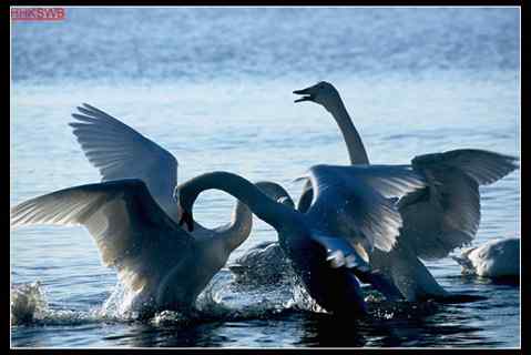 天鹅湖——天鹅之歌