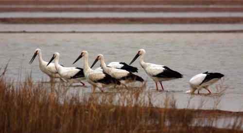 黄河国宝鸟类 东方白鹳