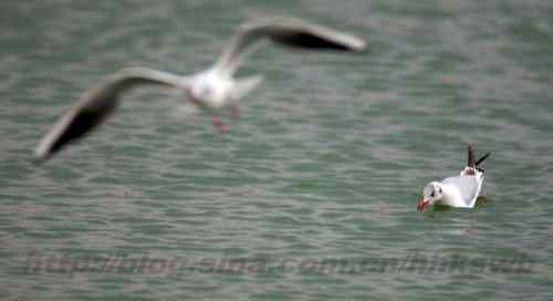 红嘴鸥 赤嘴鸥 普通海鸥 水鸽子