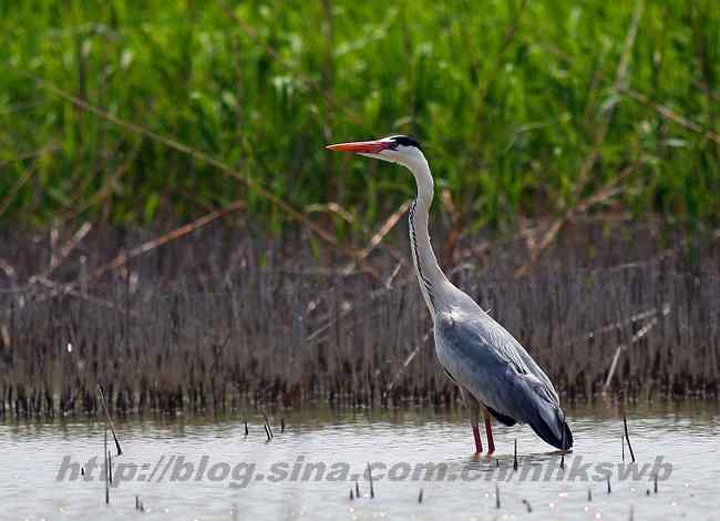 黄河入海口湿地 几种鹭类