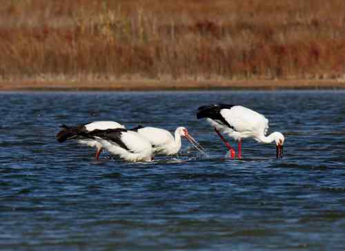 黄河国宝鸟类 东方白鹳