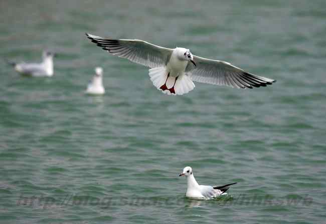 红嘴鸥 赤嘴鸥 普通海鸥 水鸽子